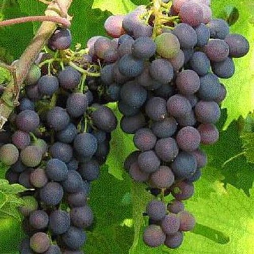 Vitis Grape Boskoop Glory Seedless Grapes | ScotPlants Direct